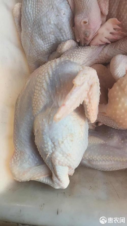 [鸡肉批发]优质家禽类食材供应价格40元/只 - 惠农网