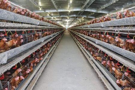 多级生产线输送机生产线上的一种家禽养殖场层农房农业技术设备